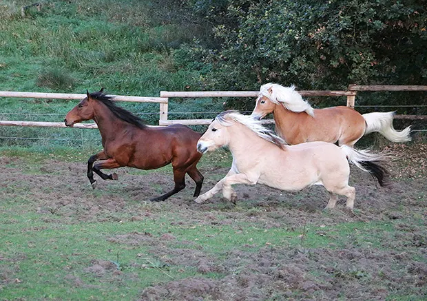 Zwei Pferde rennen hinter einem dritten Pferd her