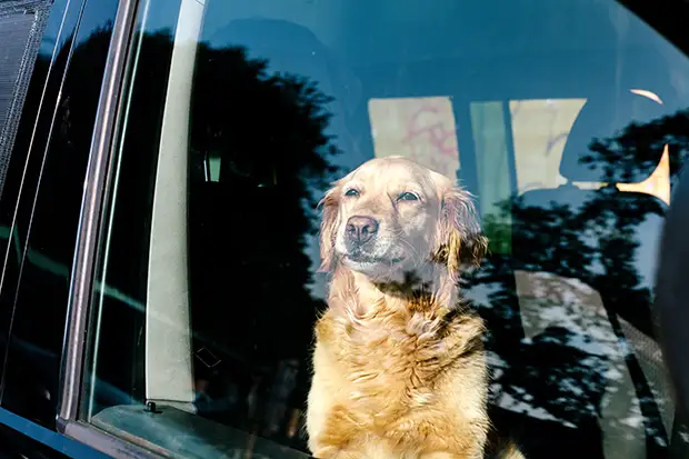 Hund bei Sommerhitze im Auto
