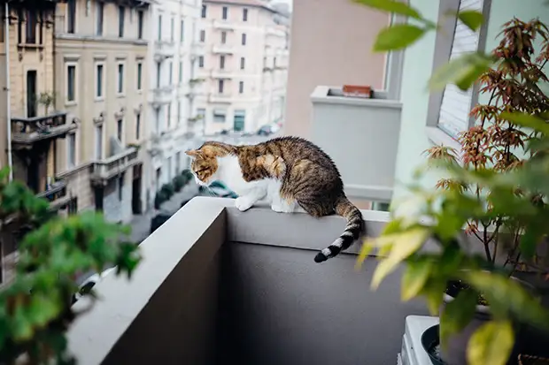 Katze sitzt auf dem Balkon