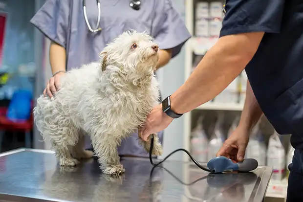 Hund wird vom Tierarzt behandelt