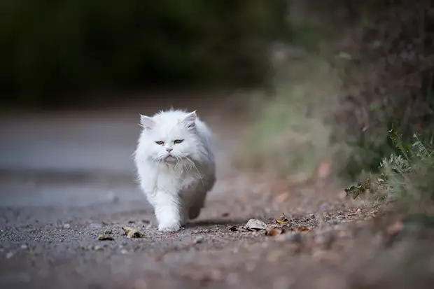 Die Katze ist draußen unterwegs