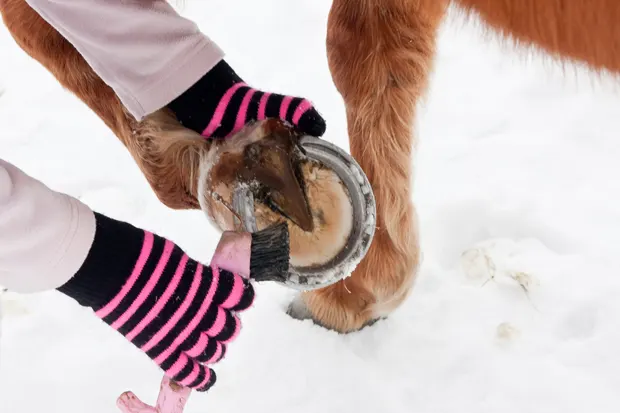 Schützen Sie Ihr Pferd gegen Rutschgefahren Hufpflege im Winter