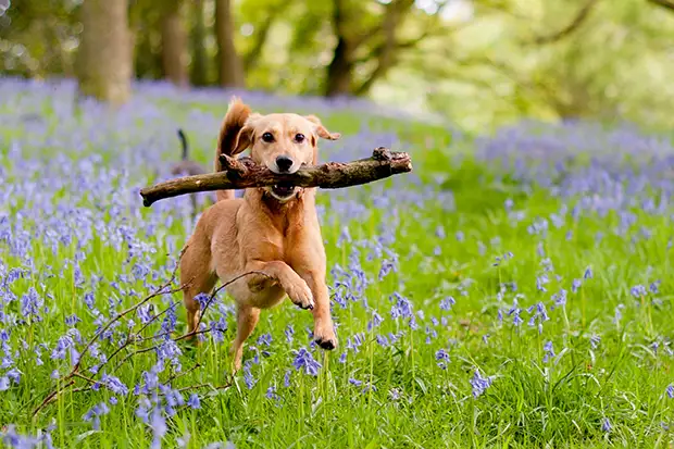 Hund rennt über die Wiese