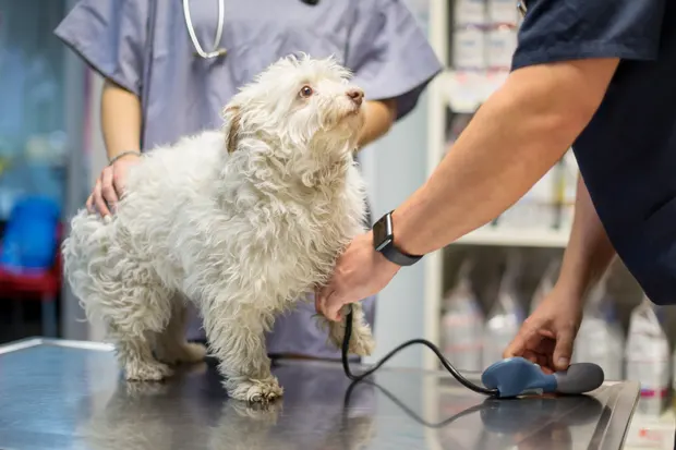 Blutdruck wird bei Hund gemessen
