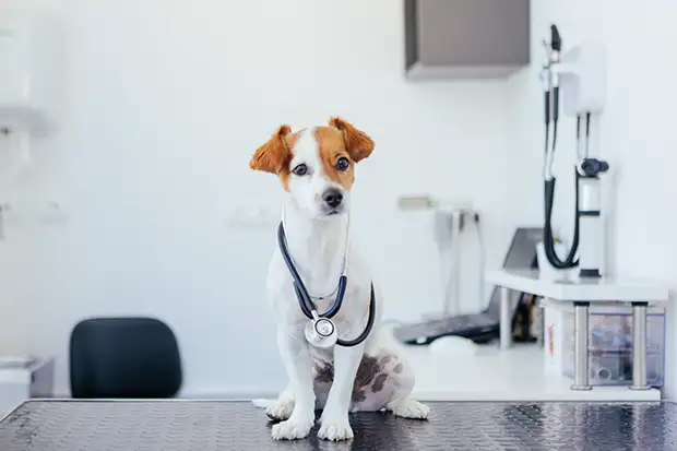 Hund in der Tierarztpraxis