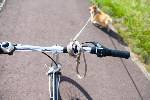 Hund mit Leine am Fahrrad