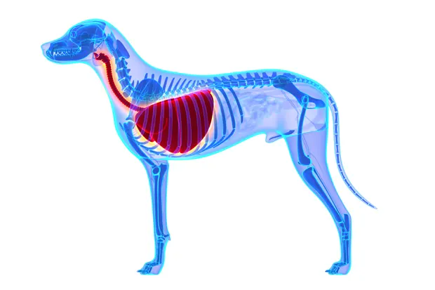 Anatomie eines Hundes