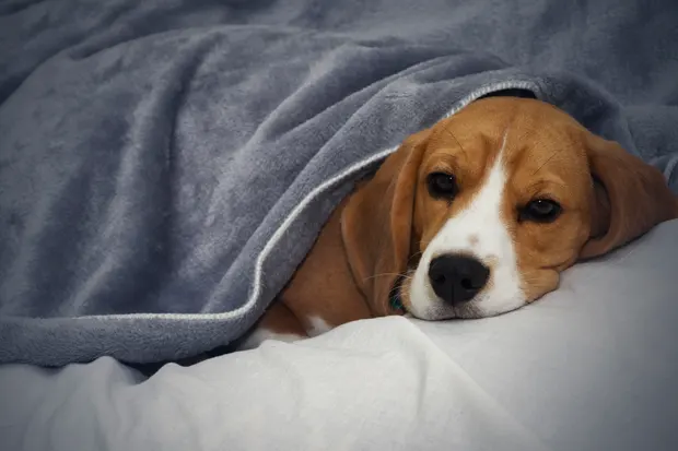 Hund unter einer Decke
