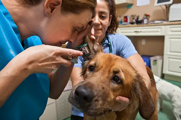 Tierärztin untersucht die Ohren des Hundes