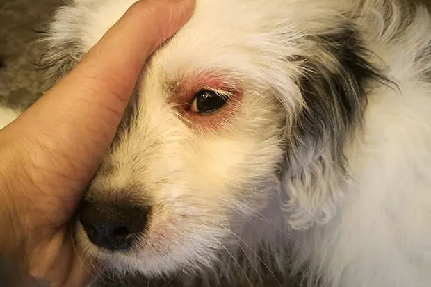Hund hat ein rotes Auge