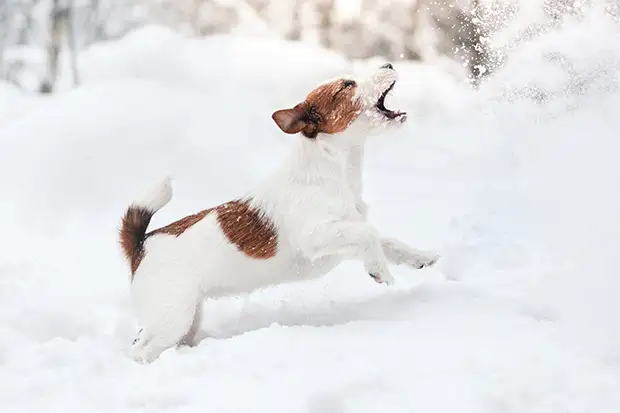 Hund spielt im Schnee