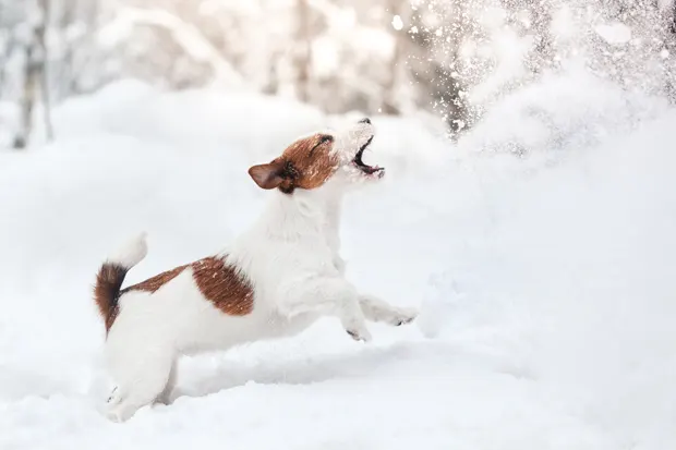 Hund springt im Schnee