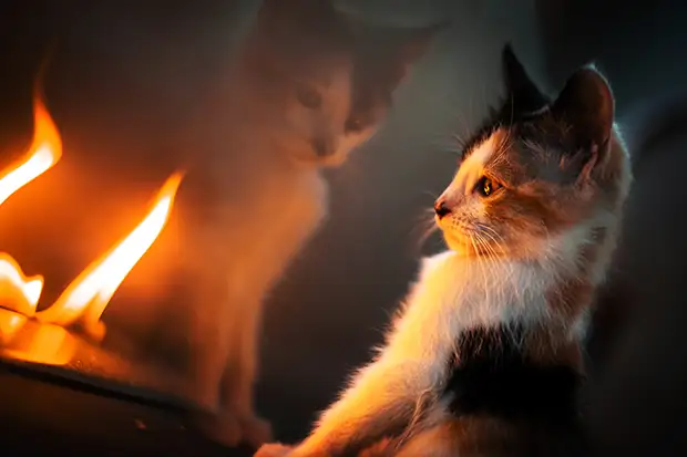 Katze guckt in die Flammen