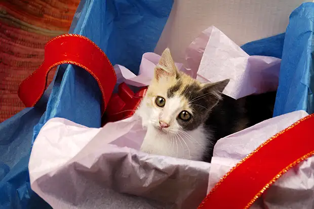 Katze sitzt im Geschenkkarton