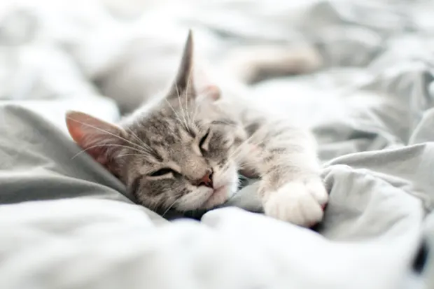 Katze auf der Bettdecke
