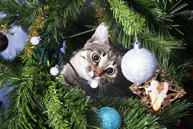 Katze sitzt im Weihnachtsbaum