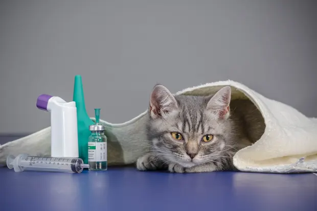 Katze und Medikamente