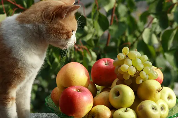 Katze schaut auf Obst