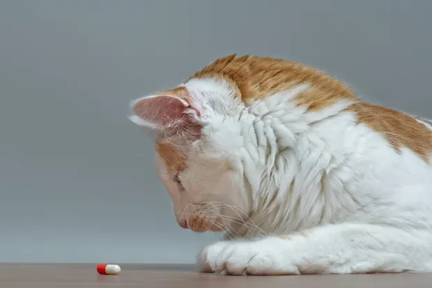 Katze schaut auf eine Tablette