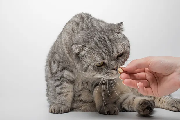 Katze schnüffelt an einer Tablette