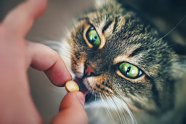 Katze öffnet das Maul für eine Tablette