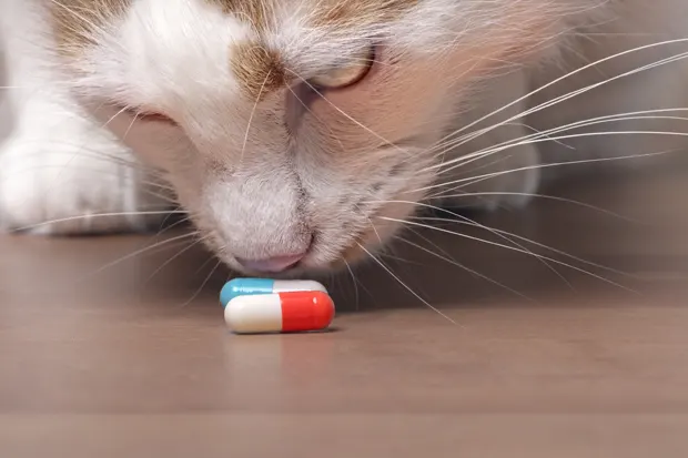 Katze schnüffelt an Tabletten
