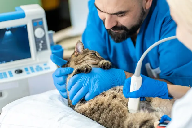 Arzthelfer hält eine Katze, bei der ein Ultraschall gemacht wird