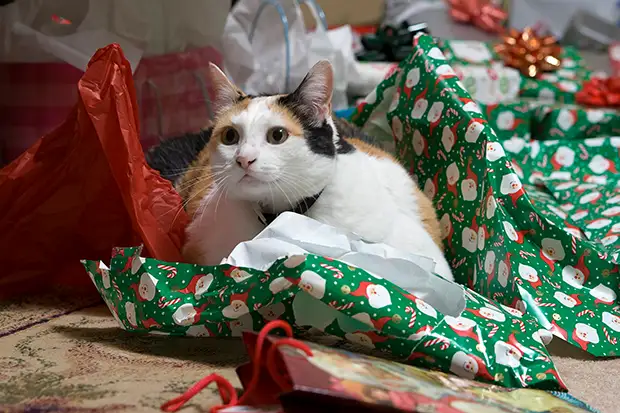 Katze spielt mit Geschenkpapier