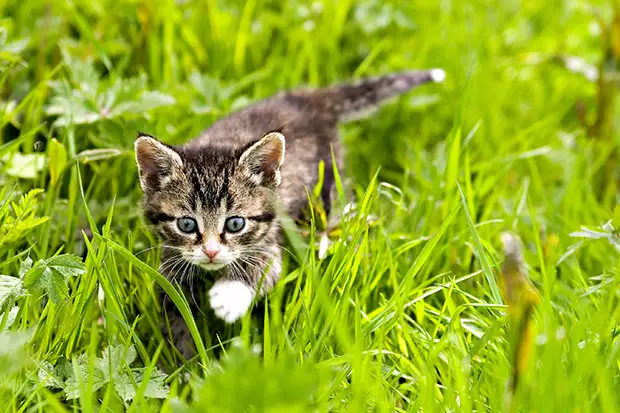 Katze läuft durch hohes Gras