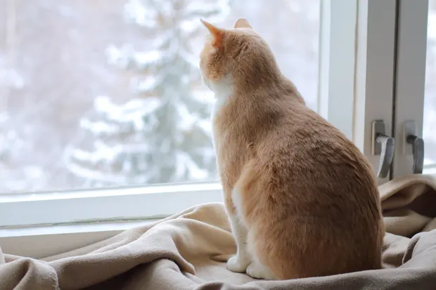 Katze am Fenster blickt in verschneite Landschaft