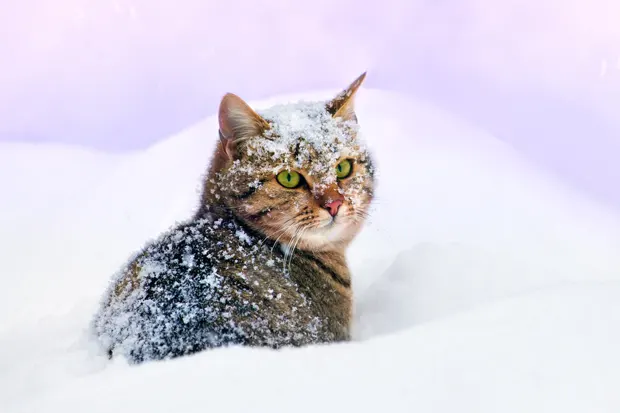 Katze sitzt im Schnee