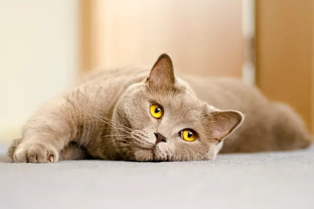 Katze mit großen gelben Augen liegt auf dem Boden