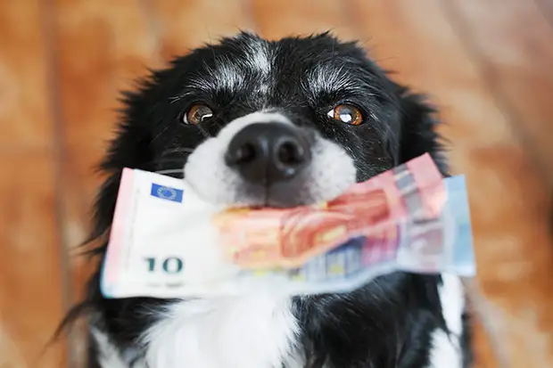 Hund mit Geld