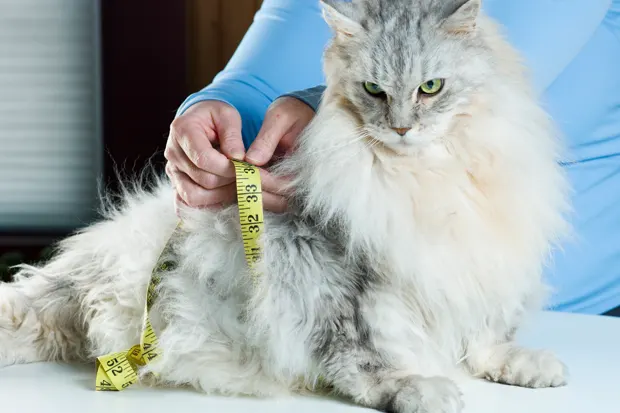 Katze wird mit einem Maßband gemessen