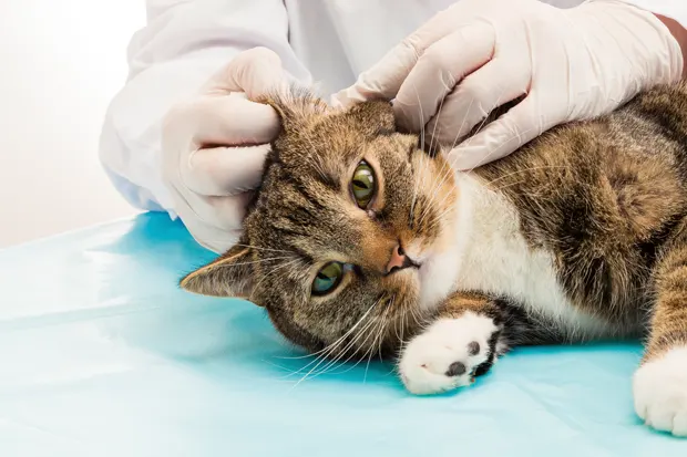 Ohrenuntersuchung beim Tierarzt