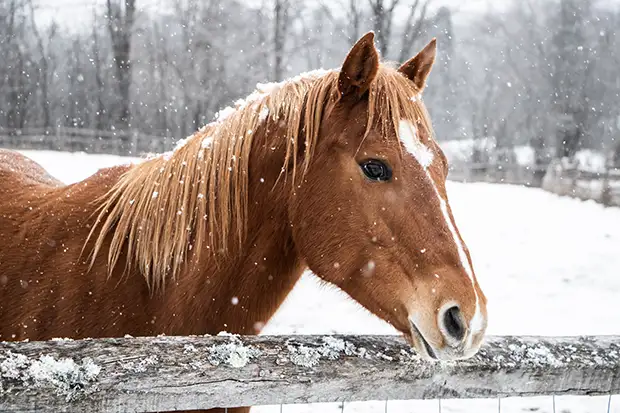 Pferd steht im Winter am Zaun