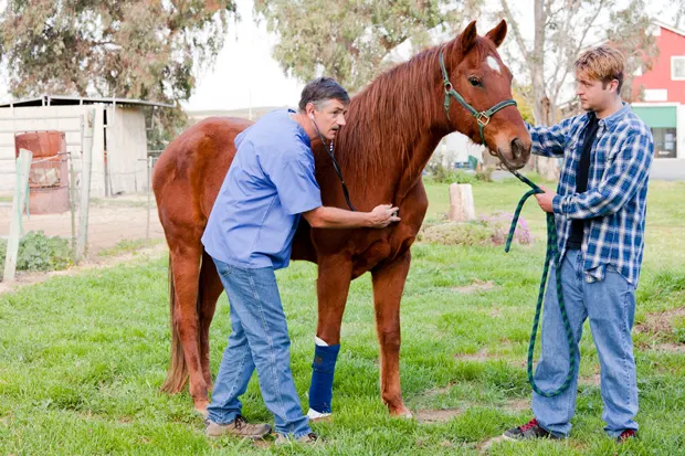 Pferd wird auf einer Wiese von einem Tierarzt untersucht