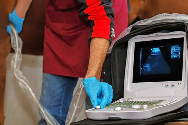 Wie können Herzerkrankungen bei Pferden behandelt werden? Tierarzt untersucht ein Pferd mit einem Ultraschallgerät