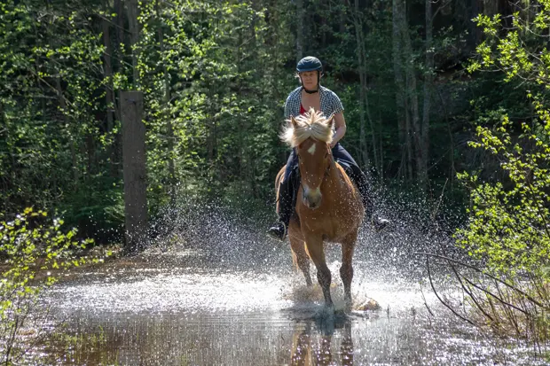Pferd und Reiter reiten im Wasser
