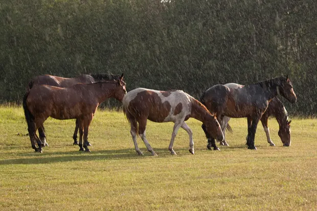 Pferde stehen im Regen