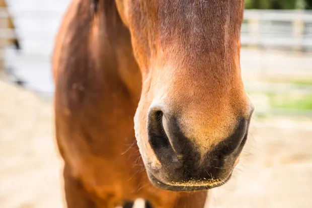 Nase eines Pferdes