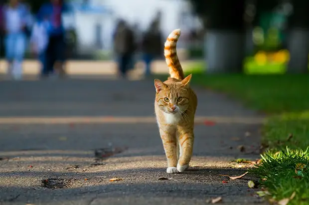 Streunende Katze am Straßenrand