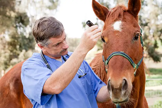 Tierarzt untersucht ein Pferd