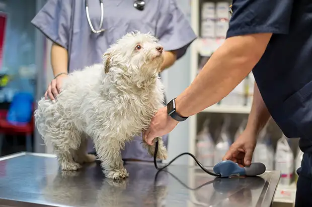 Untersuchung eines hundes beim Tierarzt