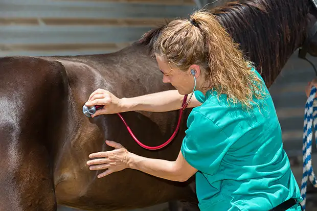 Tierärztin untersucht ein Pferd