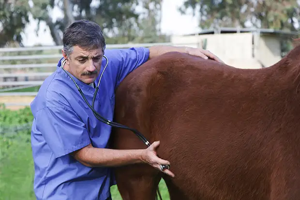 Der Tierarzt untersucht das kranke Pferd