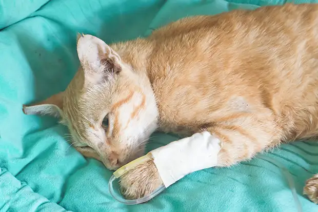 Verletzte Katze