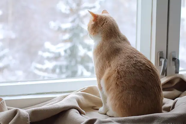 Katze sitzt im Winter auf der Fensterbank