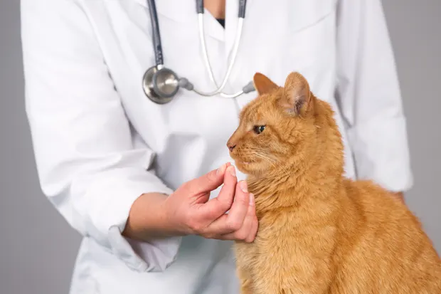 Katze und Arzt