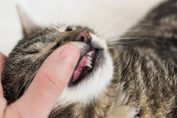 Zahnfleischentzündung bei Katzen